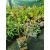 Vaccinium corymbosum Jersey - Áfonya