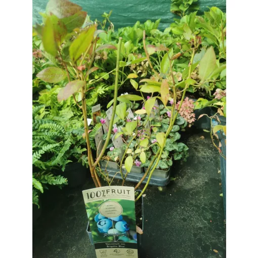 Vaccinium corymbosum Brigitta Blue - Áfonya