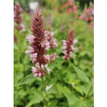 Agastache Beelicious Pink - Izsópfű