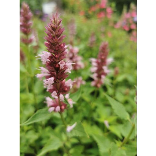 Agastache Beelicious Pink - Izsópfű