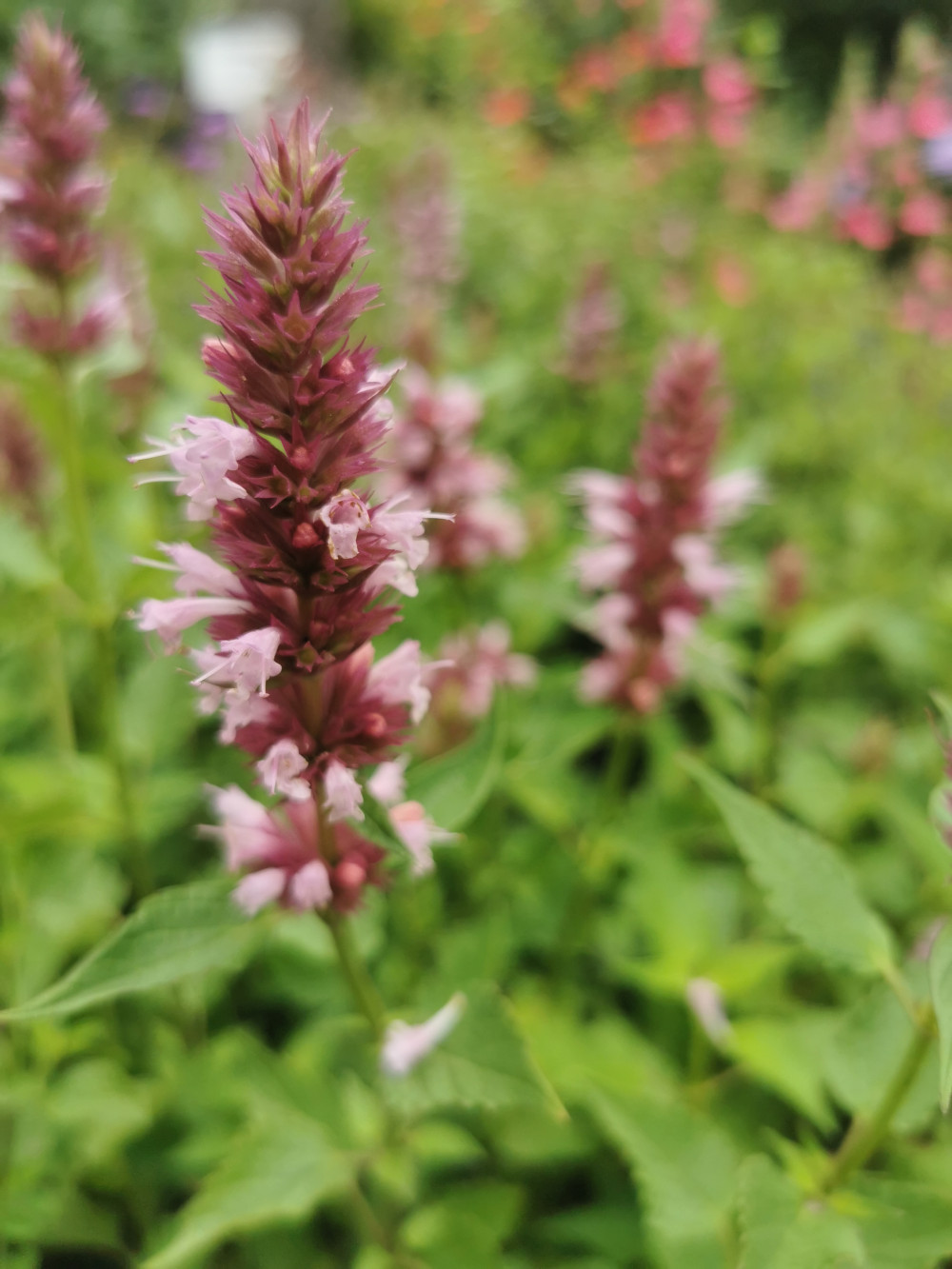 Agastache Beelicious Pink - Izsópfű - Királykert