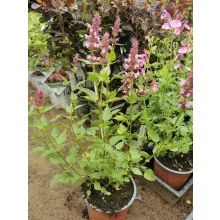 Agastache Beelicious Pink - Izsópfű