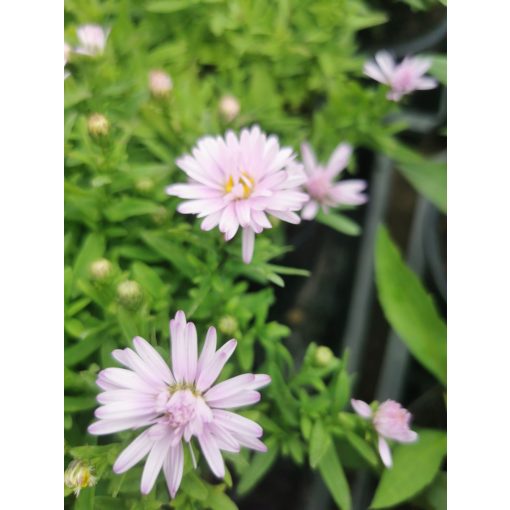 Aster dumosus Beryll - Törpe évelő őszirózsa