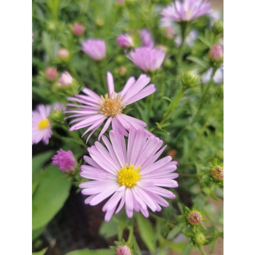 Aster dumosus Herbstgrüss von Bresserhof - Törpe évelő őszirózsa