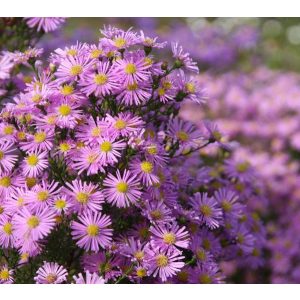 Aster pringlei Pink Star - Évelő őszirózsa