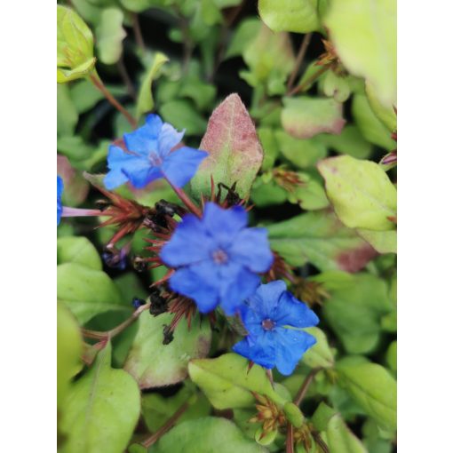 Ceratostigma plumbagoides - Tarackoló kékgyökér