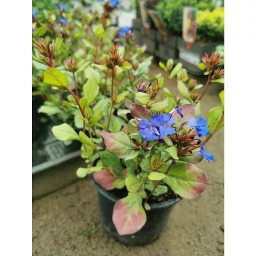 Ceratostigma plumbagoides - Kerti ólomvirág