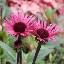 Echinacea Fatal Attraction - Kasvirág