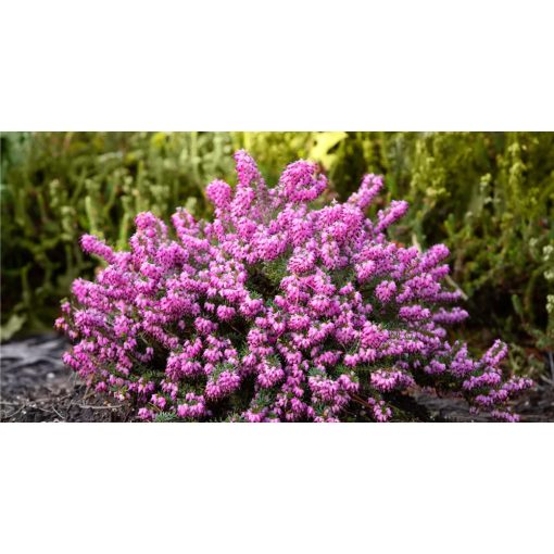 Erica carnea Rubina - Alpesi erika