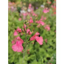 Salvia gregii sp. - Őszi zsálya