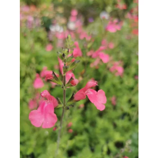 Salvia gregii sp. - Őszi zsálya