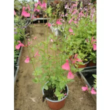 Salvia gregii sp. - Őszi zsálya