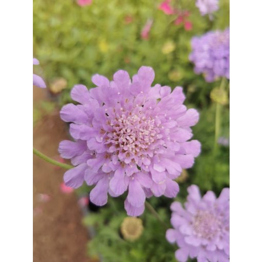 Scabiosa Flutter Deep Blue - Ördögszem