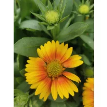 Gaillardia aristata African Sunset - Kokárdavirág (mag)