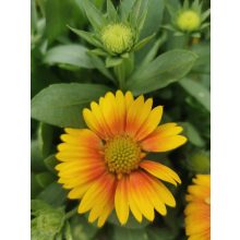 Gaillardia aristata African Sunset - Kokárdavirág