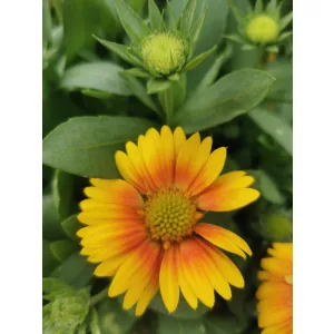 Gaillardia aristata African Sunset - Kokárdavirág (mag)