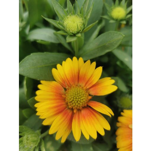 Gaillardia aristata African Sunset - Kokárdavirág (mag)