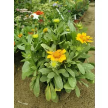 Gaillardia aristata African Sunset - Kokárdavirág (mag)