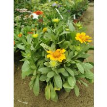 Gaillardia aristata African Sunset - Kokárdavirág