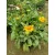 Gaillardia aristata African Sunset - Kokárdavirág