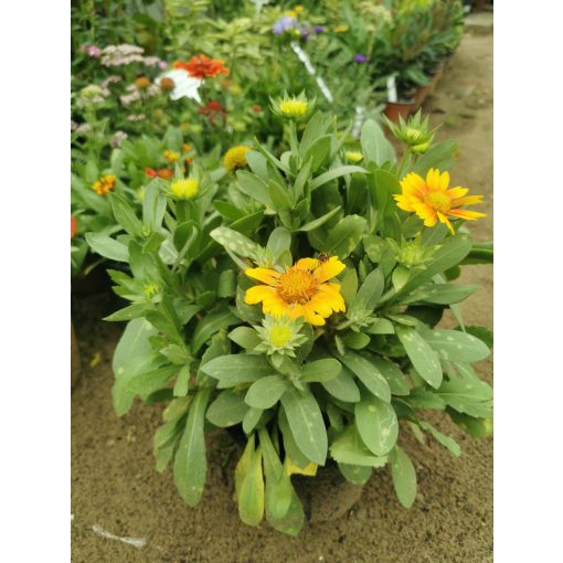 Gaillardia aristata African Sunset - Kokárdavirág