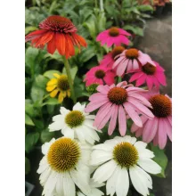 Echinacea purpurea Mix - Kasvirág