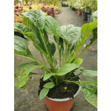 Echinacea purpurea Mix - Kasvirág