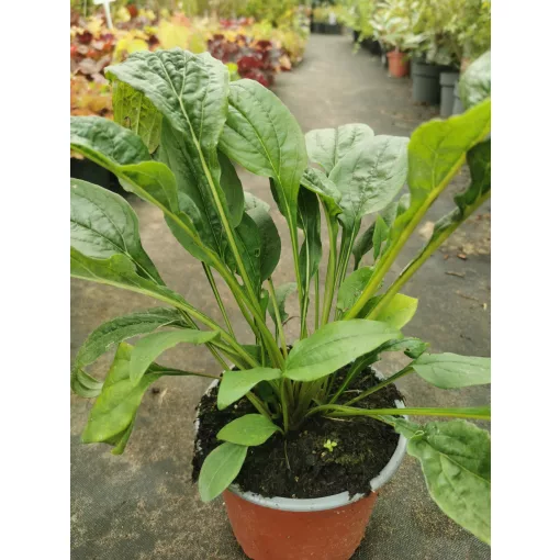 Echinacea purpurea Mix - Kasvirág