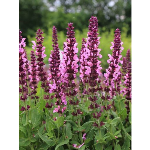 Salvia nemorosa Sensation Medium Deep Rose - Ligeti zsálya
