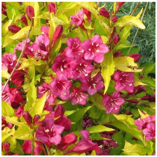 Weigela Olympiade - Rózsalonc