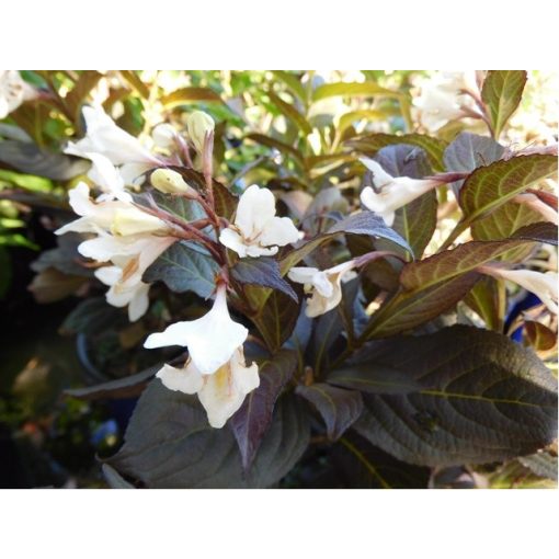 Weigela florida Ebony and Ivory - Rózsalonc