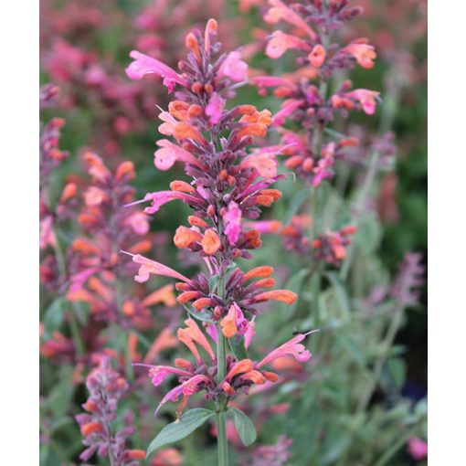 Agastache Salmon Pink - Kolibri menta