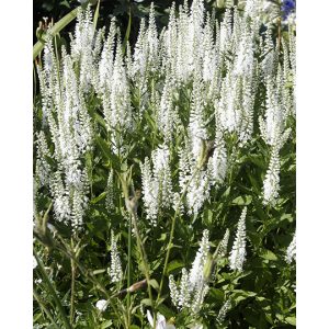   Veronica longifolia White - Hosszúlevelű veronika (középmagas)