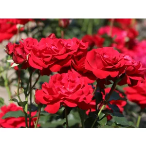 Rosa Nina Weibull - Virágágyi floribunda rózsa