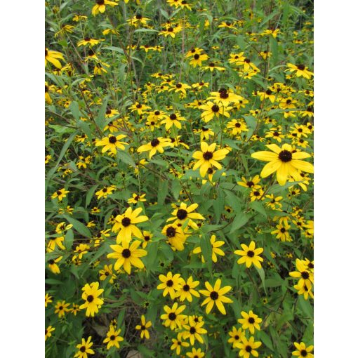 Rudbeckia triloba - Apró virágú kúpvirág