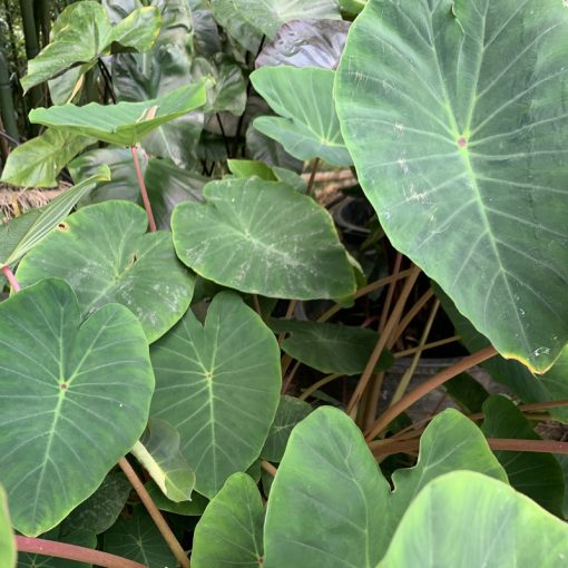 Colocasia Pink China