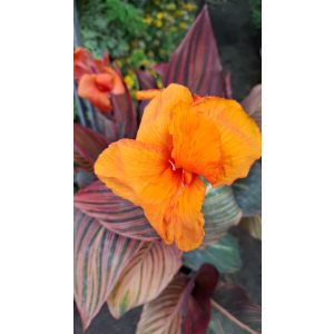 Canna Durban - Kannavirág