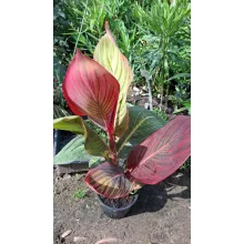 Canna Durban - Kannavirág