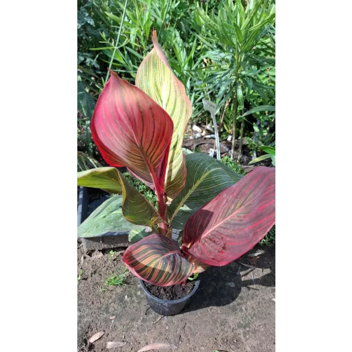 Canna Durban - Kannavirág