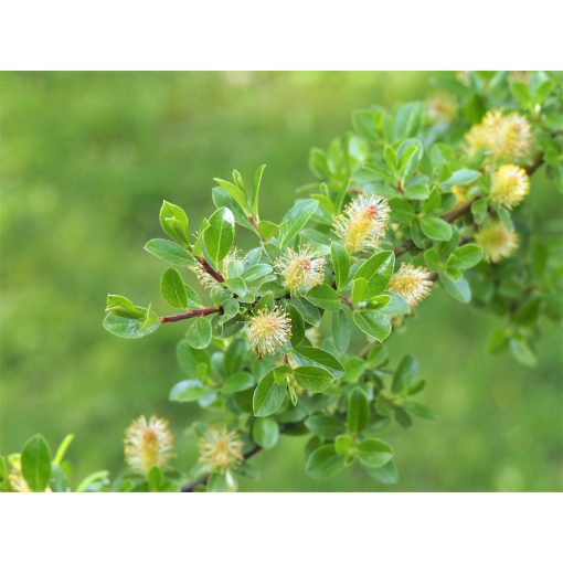 Salix Arbuscula