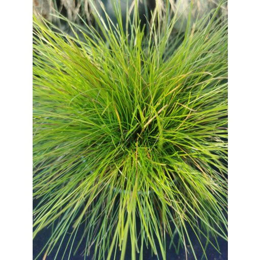 Deschampsia flexuosa AmiLime - Erdei sédbúza