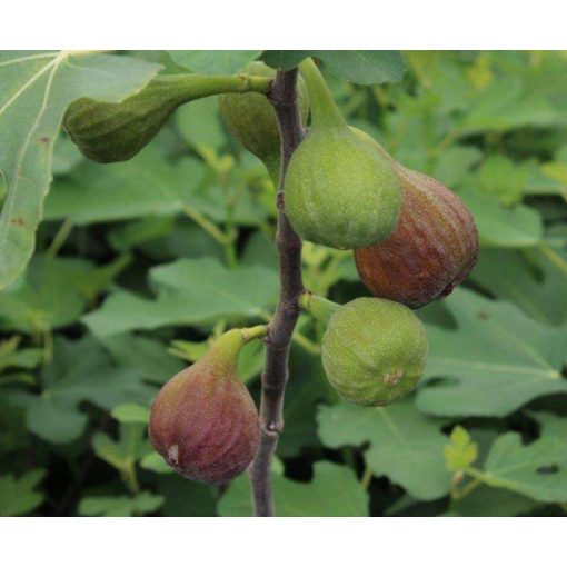 Ficus carica Rouge de Bordeaux - Füge