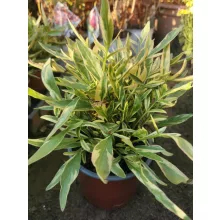 Coreopsis grandiflora Calypso - Tarka levelű menyecskeszem