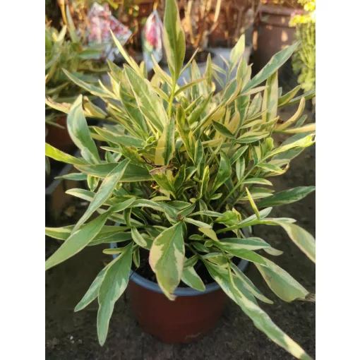 Coreopsis grandiflora Calypso - Tarka levelű menyecskeszem