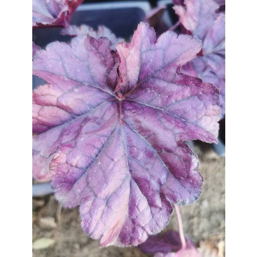 Heuchera Wildberry - Tűzeső