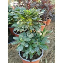 Euphorbia amygdaloides var. robbiae - Török kutyatej