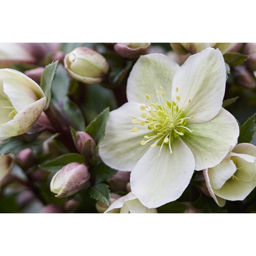 Helleborus x ericsmithii Viv Olivia - Hunyor