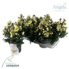 Helleborus x ericsmithii Viv Olivia - Hunyor