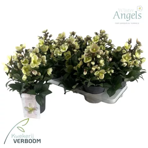 Helleborus x ericsmithii Viv Olivia - Hunyor