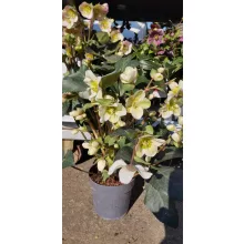 Helleborus x ericsmithii Viv Valeria - Hunyor